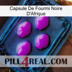 Africa Black Ant Capsule 04